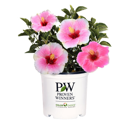 Hollywood Hibiscus® America's Sweetheart™ Tropical Hibiscus (Hibiscus Rosa-sinensis)