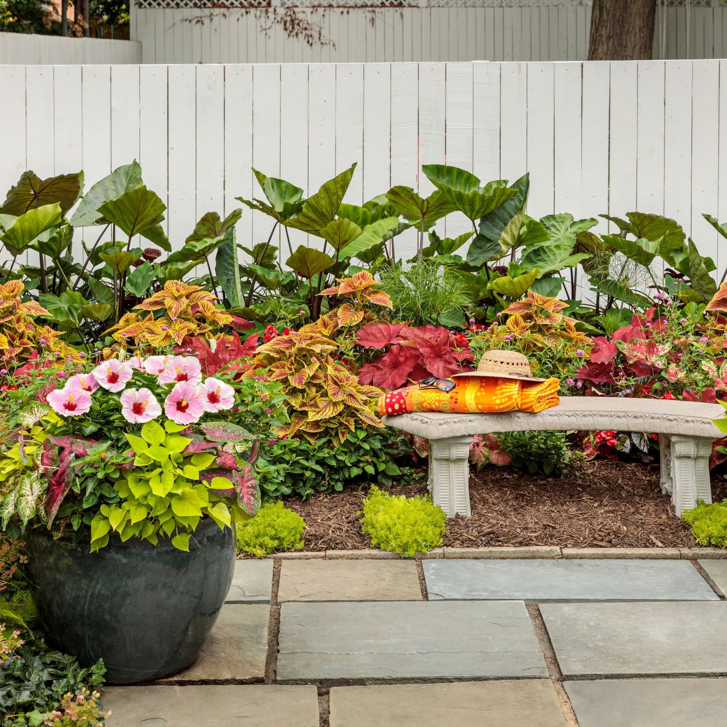 Hollywood Hibiscus® America's Sweetheart™ Tropical Hibiscus (Hibiscus Rosa-sinensis)