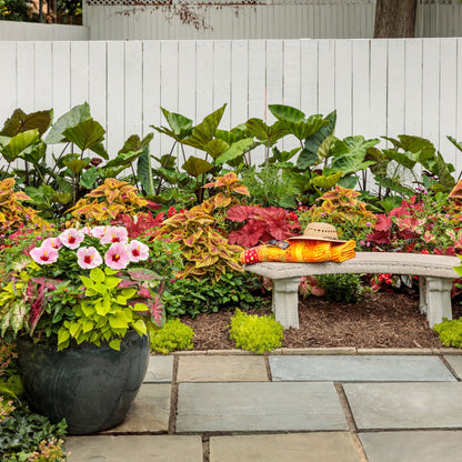 Hollywood Hibiscus® America's Sweetheart™ Tropical Hibiscus (Hibiscus Rosa-sinensis)