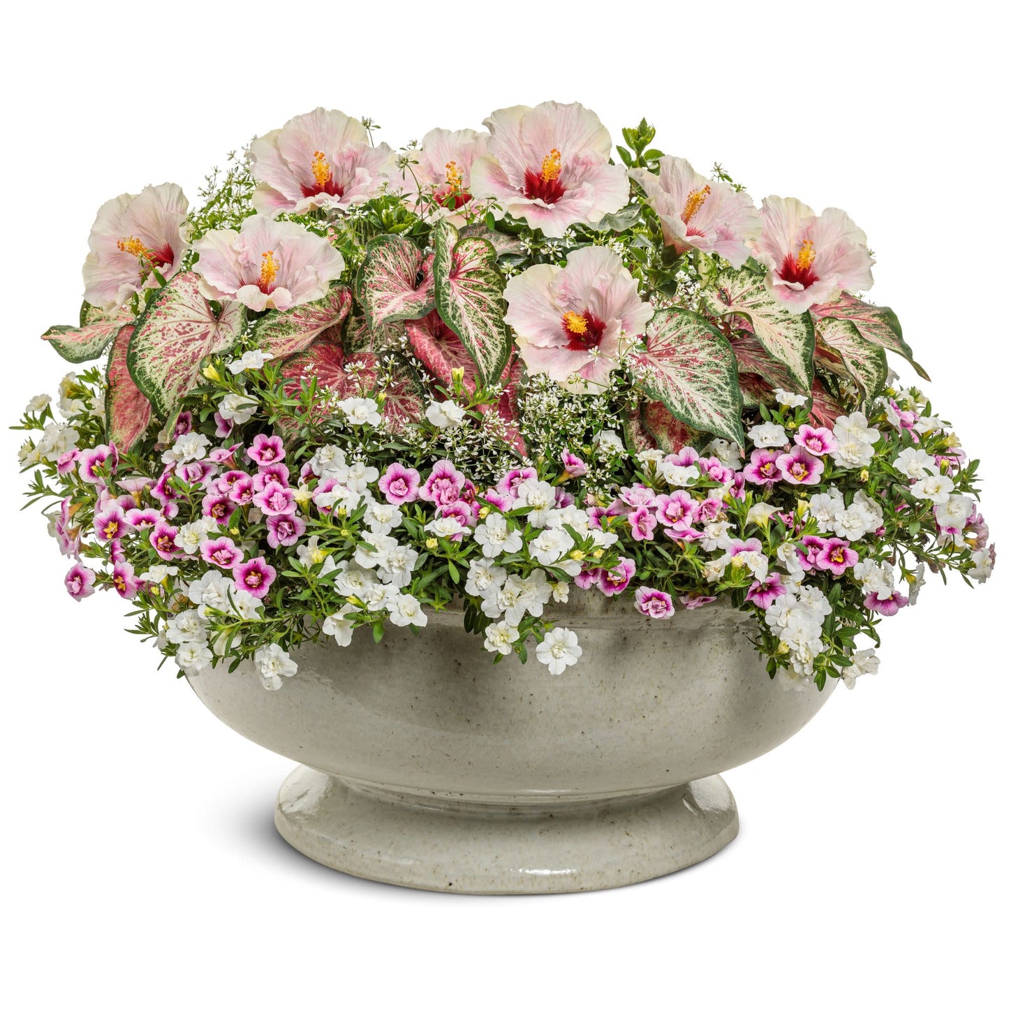 Hollywood Hibiscus® America's Sweetheart™ Tropical Hibiscus (Hibiscus Rosa-sinensis)