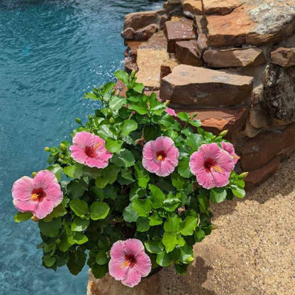 Hollywood Hibiscus® America's Sweetheart™ Tropical Hibiscus (Hibiscus Rosa-sinensis)