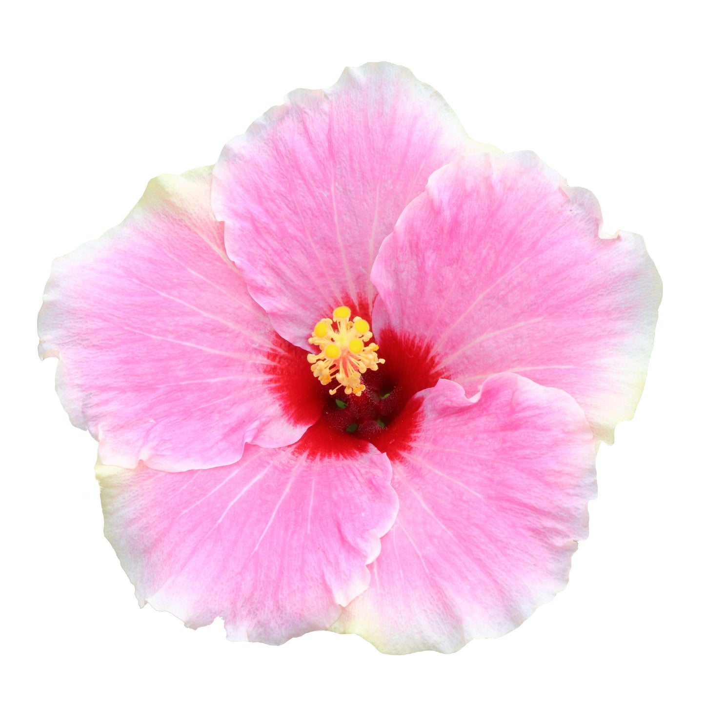 Hollywood Hibiscus® America's Sweetheart™ Tropical Hibiscus (Hibiscus Rosa-sinensis)