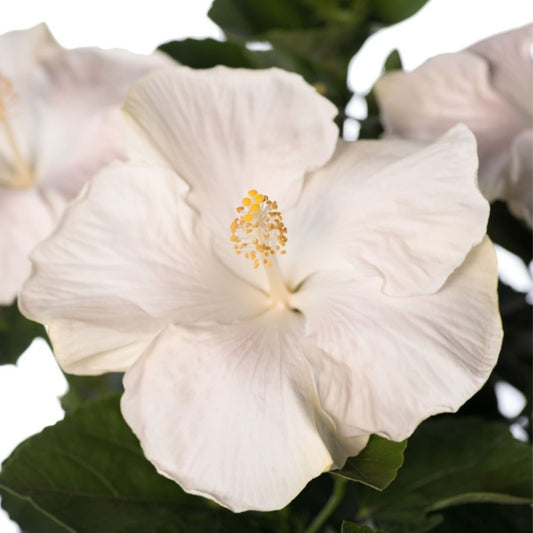 Hollywood Hibiscus® Earth Angel™ Tropical Hibiscus (Hibiscus rosa-sinensis)