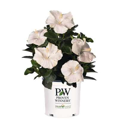Hollywood Hibiscus® Earth Angel™ Tropical Hibiscus (Hibiscus rosa-sinensis)