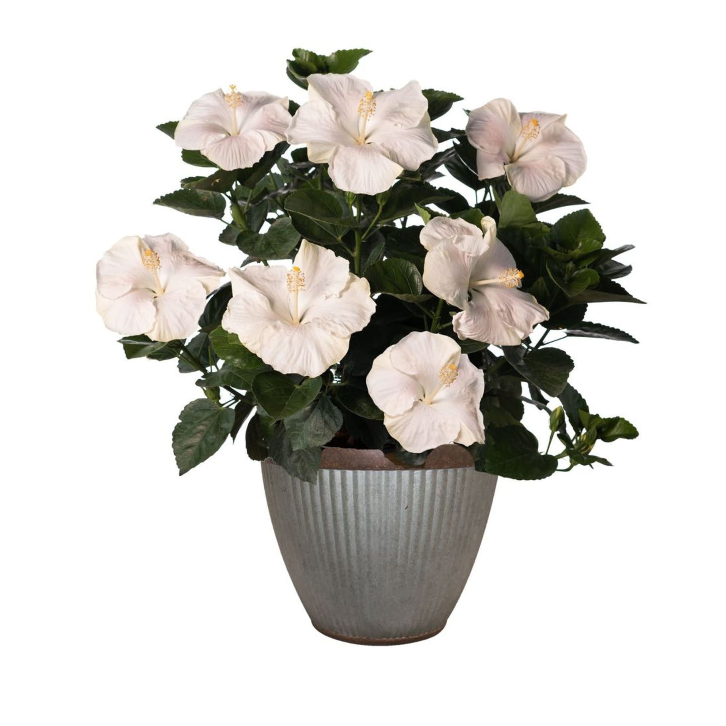 Hollywood Hibiscus® Earth Angel™ Tropical Hibiscus (Hibiscus rosa-sinensis)