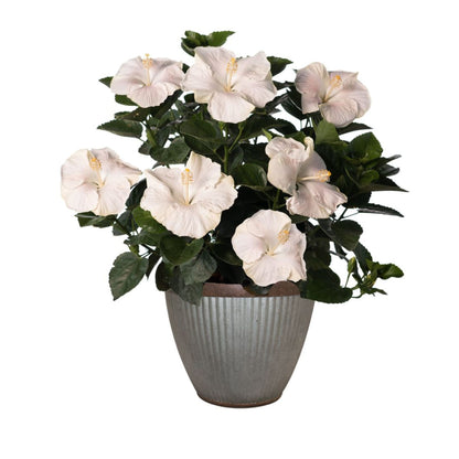 Hollywood Hibiscus® Earth Angel™ Tropical Hibiscus (Hibiscus rosa-sinensis)
