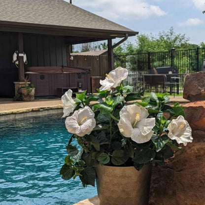 Hollywood Hibiscus® Earth Angel™ Tropical Hibiscus (Hibiscus rosa-sinensis)