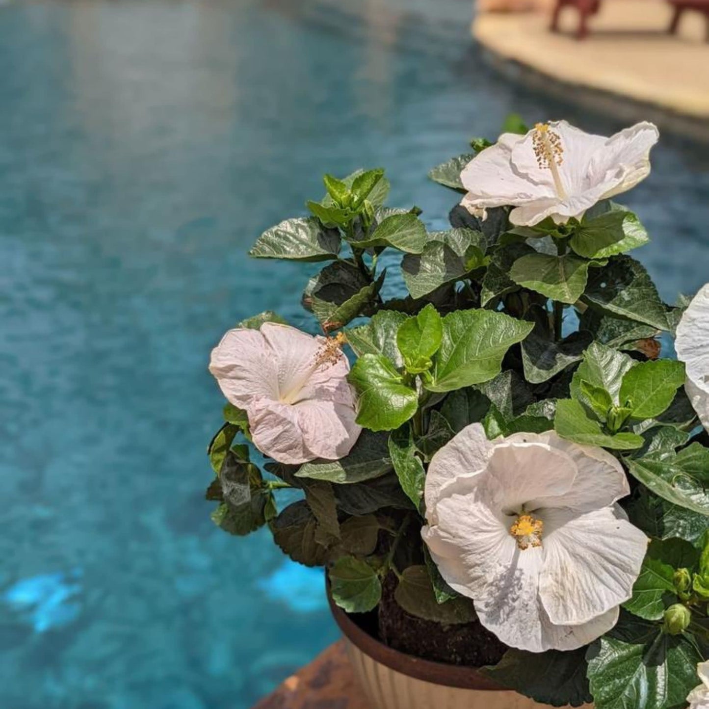 Hollywood Hibiscus® Earth Angel™ Tropical Hibiscus (Hibiscus rosa-sinensis)