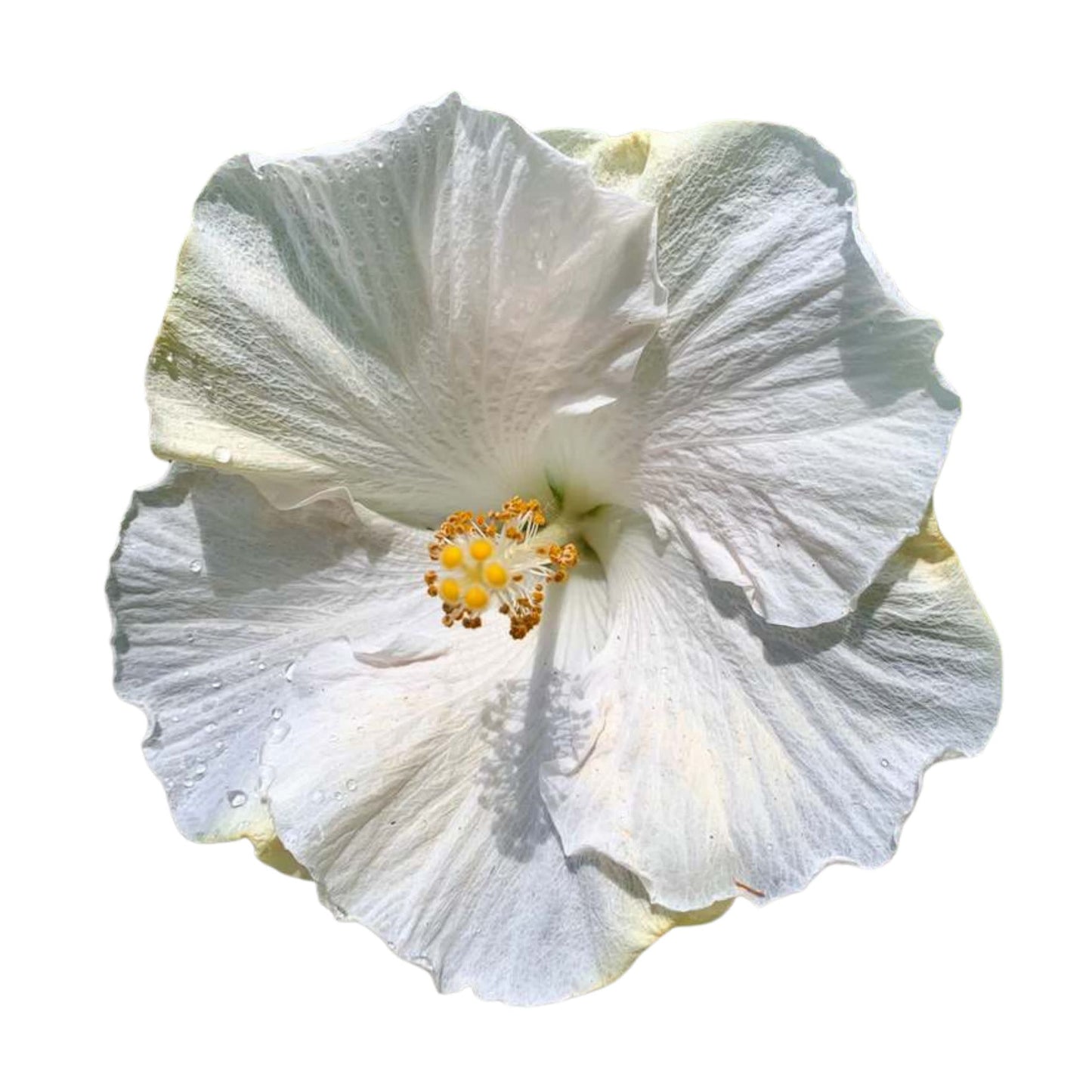 Hollywood Hibiscus® Earth Angel™ Tropical Hibiscus (Hibiscus rosa-sinensis)