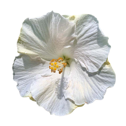 Hollywood Hibiscus® Earth Angel™ Tropical Hibiscus (Hibiscus rosa-sinensis)