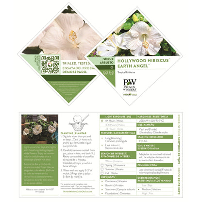 Hollywood Hibiscus® Earth Angel™ Tropical Hibiscus (Hibiscus rosa-sinensis)