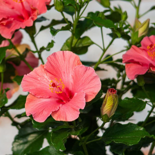 Hollywood Hibiscus® First Lady™ Tropical Hibiscus (Hibiscus Rosa-sinensis)