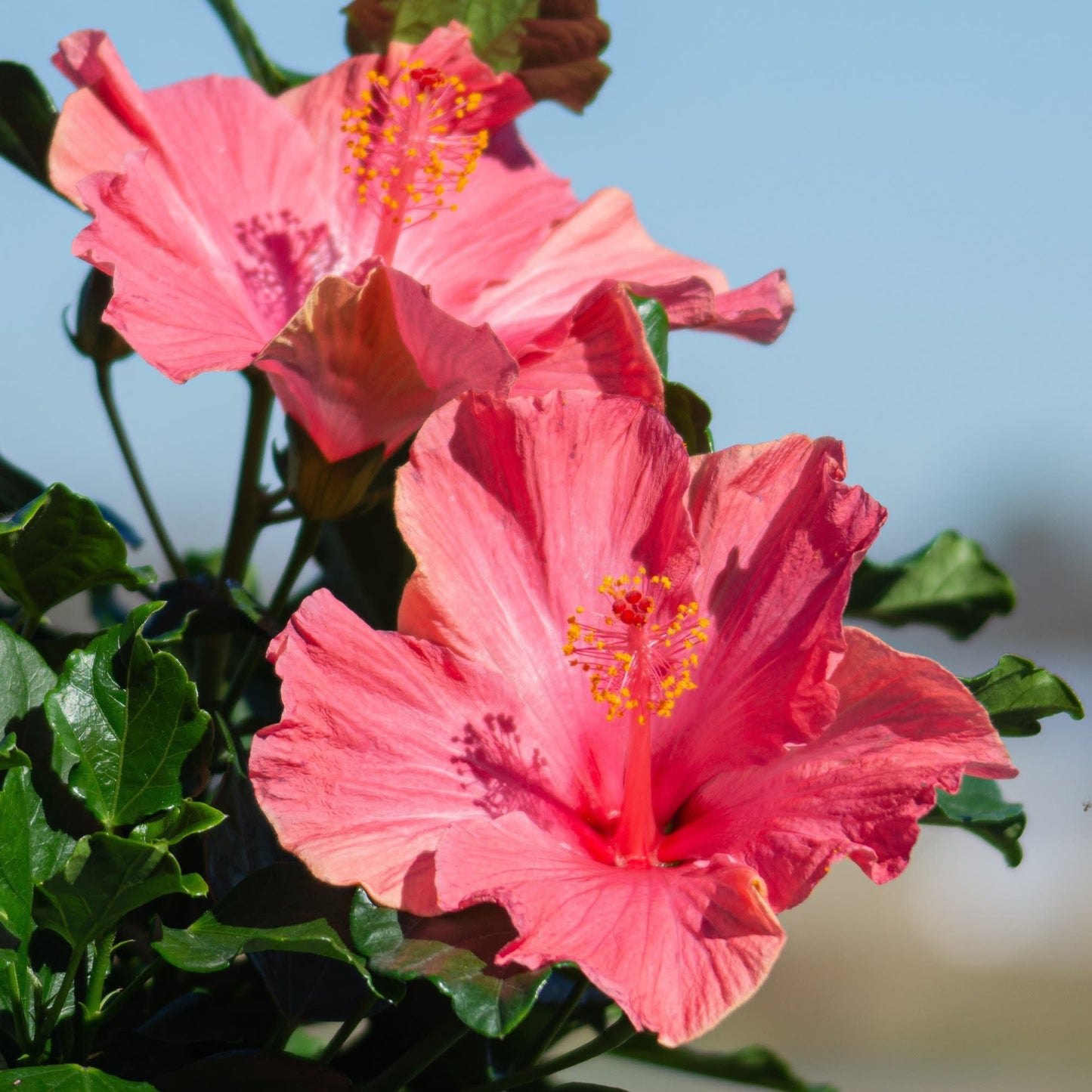 Hollywood Hibiscus® First Lady™ Tropical Hibiscus (Hibiscus Rosa-sinensis)