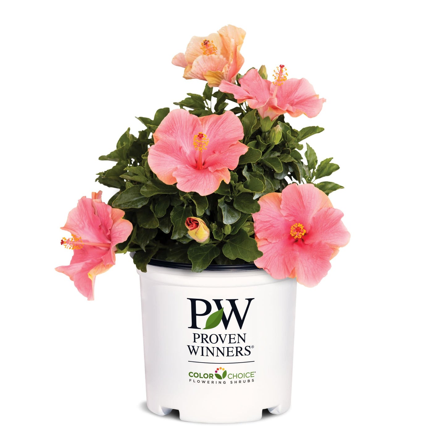Hollywood Hibiscus® First Lady™ Tropical Hibiscus (Hibiscus Rosa-sinensis)
