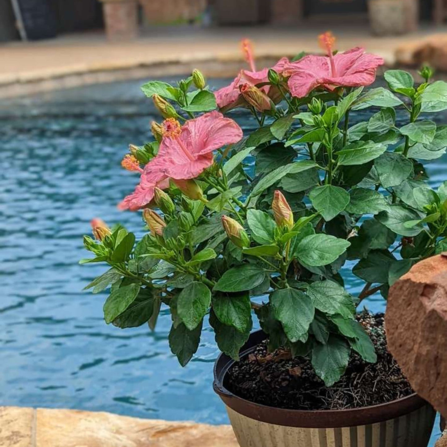 Hollywood Hibiscus® First Lady™ Tropical Hibiscus (Hibiscus Rosa-sinensis)