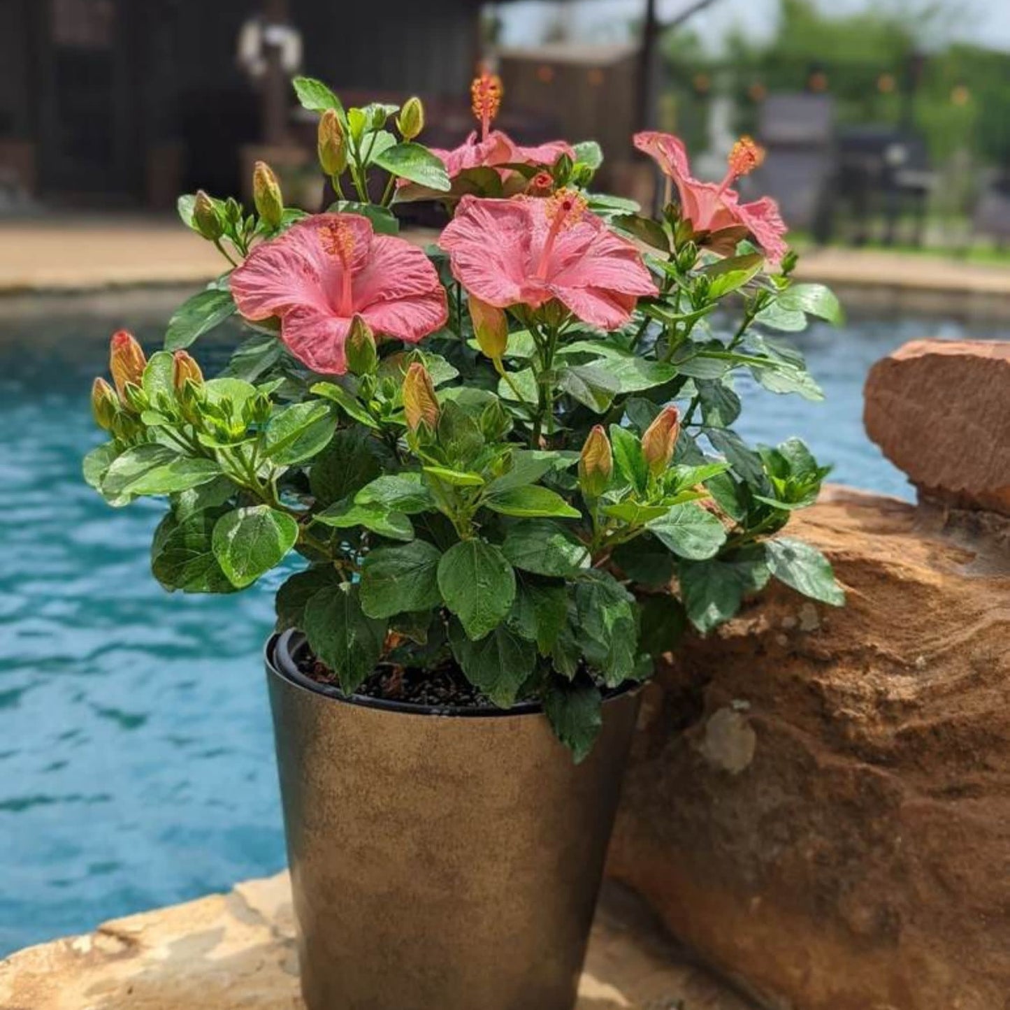 Hollywood Hibiscus® First Lady™ Tropical Hibiscus (Hibiscus Rosa-sinensis)