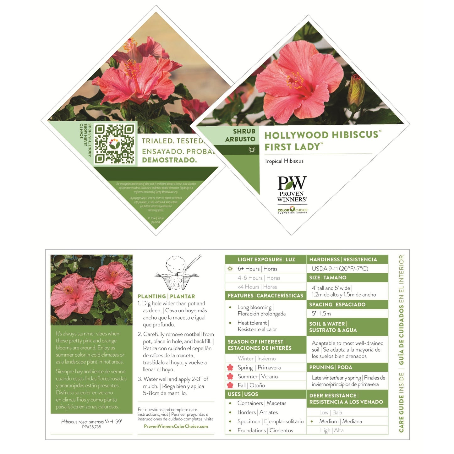 Hollywood Hibiscus® First Lady™ Tropical Hibiscus (Hibiscus Rosa-sinensis)