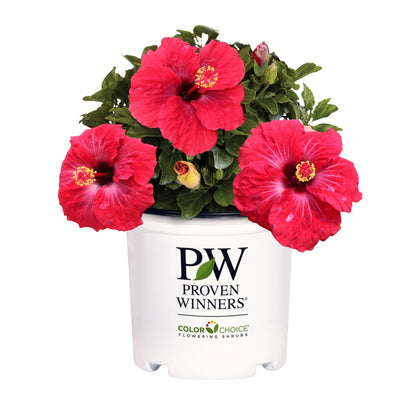 Hollywood Hibiscus® Hot Shot™ Tropical Hibiscus (Hibiscus Rosa-sinensis)