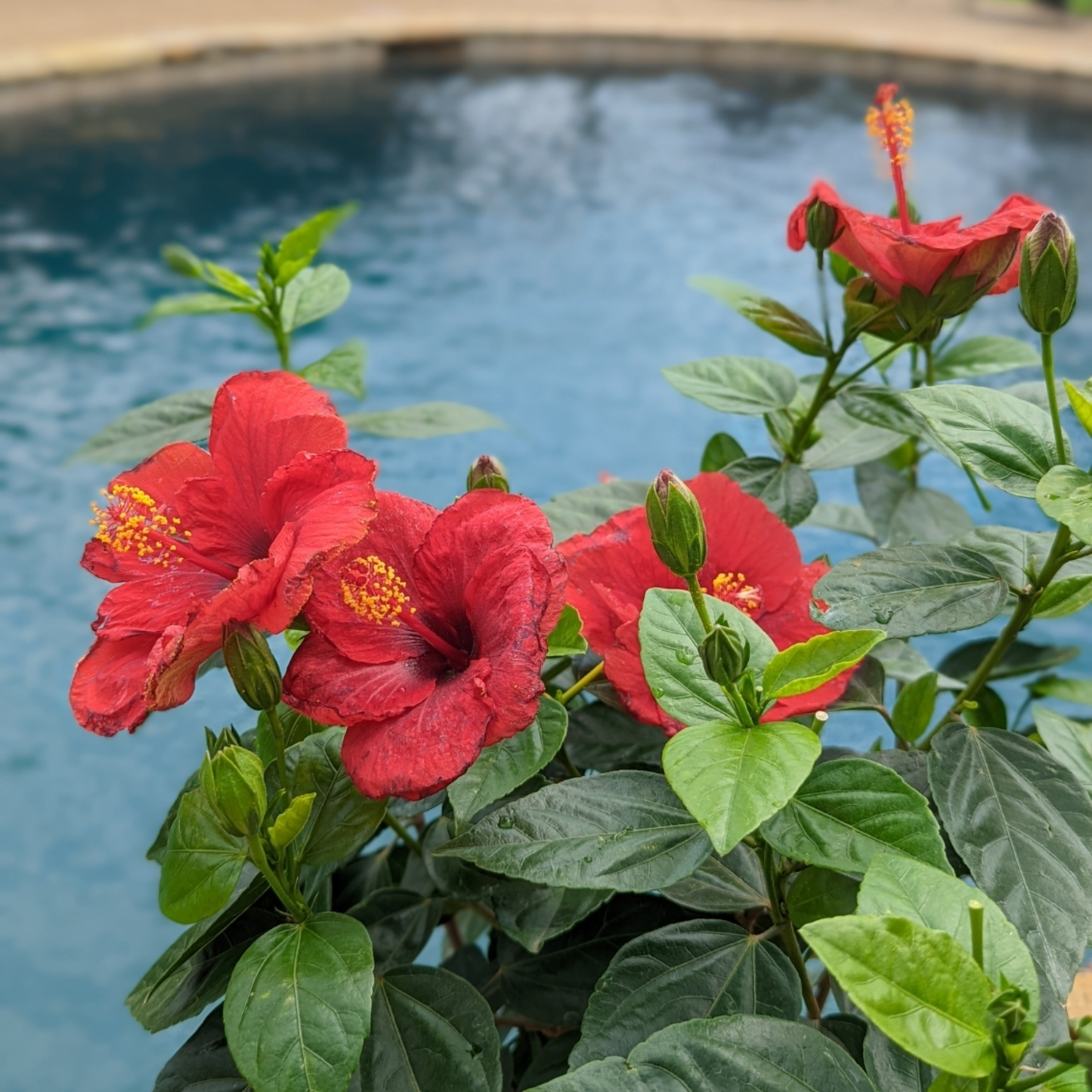 Hollywood Hibiscus® Hot Shot™ Tropical Hibiscus (Hibiscus Rosa-sinensis)