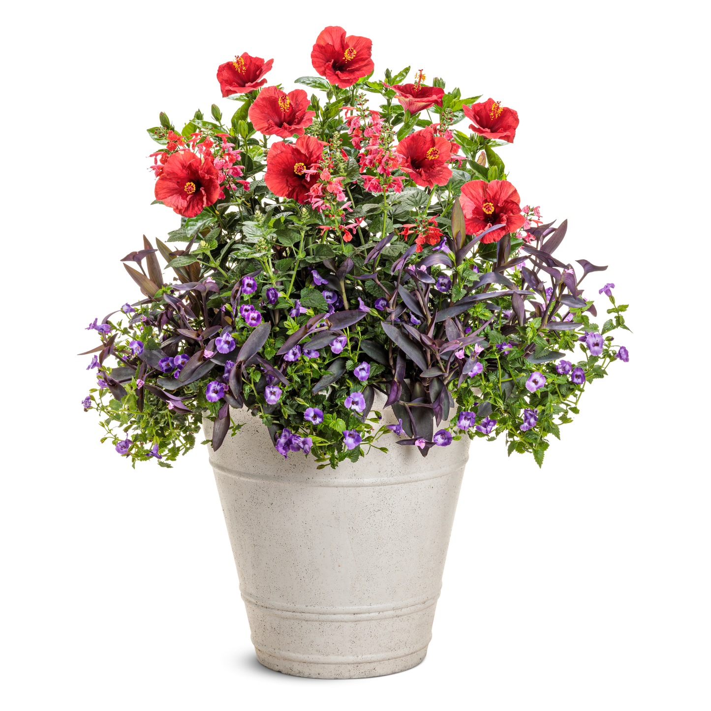 Hollywood Hibiscus® Hot Shot™ Tropical Hibiscus (Hibiscus Rosa-sinensis)