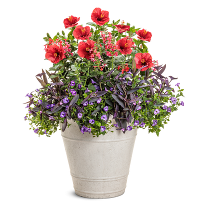 Hollywood Hibiscus® Hot Shot™ Tropical Hibiscus (Hibiscus Rosa-sinensis)