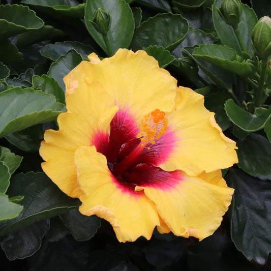 Hollywood Hibiscus® Rico Suave™ Tropical Hibiscus  (Hibiscus Rosa-sinensis)