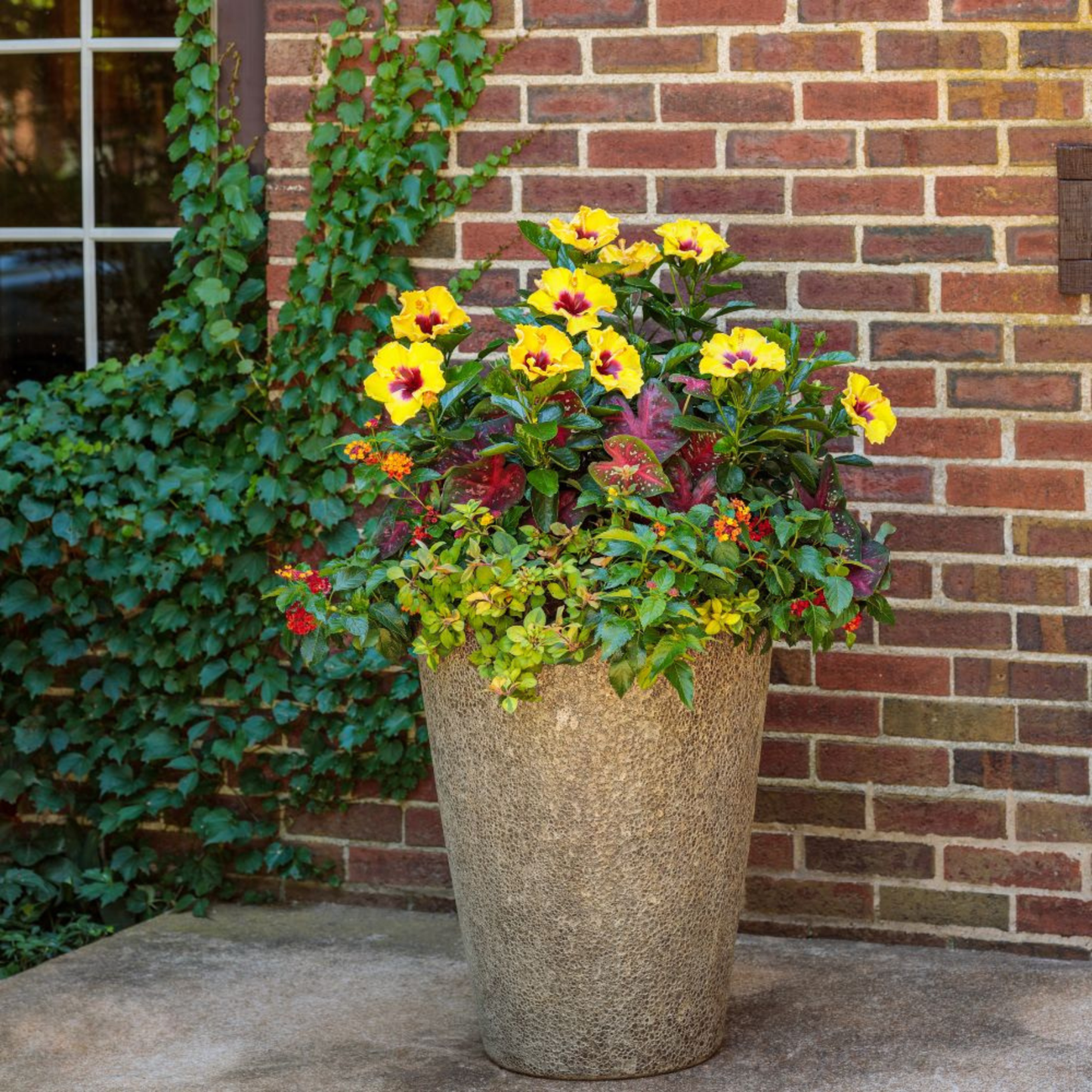 Hollywood Hibiscus® Rico Suave™ Tropical Hibiscus  (Hibiscus Rosa-sinensis)