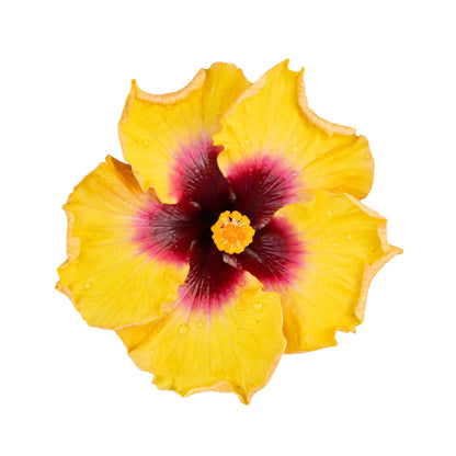 Hollywood Hibiscus® Rico Suave™ Tropical Hibiscus  (Hibiscus Rosa-sinensis)