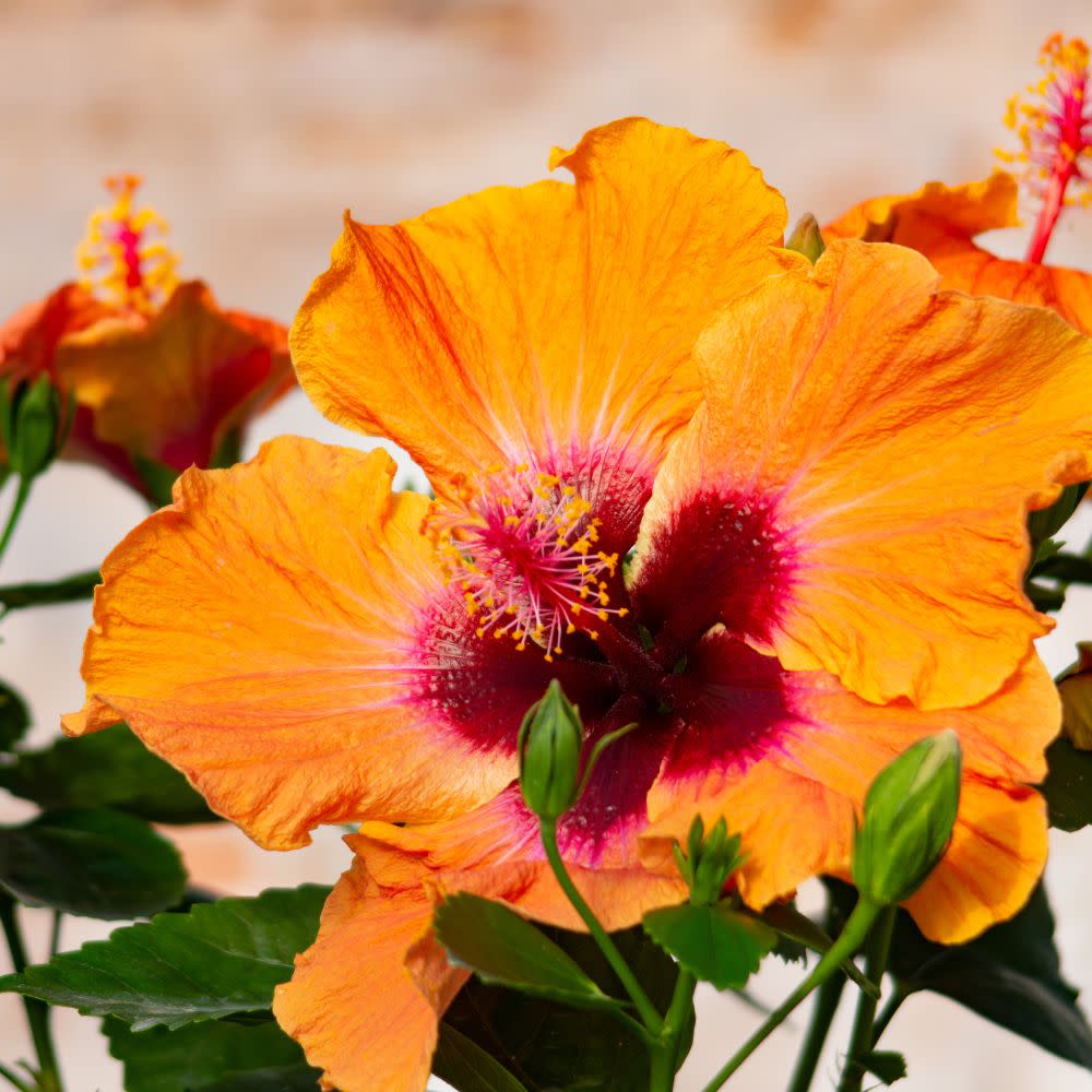 Hollywood Hibiscus® Disco Diva™ Tropical Hibiscus (Hibiscus Rosa-sinensis)