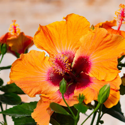 Hollywood Hibiscus® Disco Diva™ Tropical Hibiscus (Hibiscus Rosa-sinensis)
