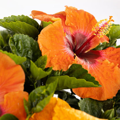 Hollywood Hibiscus® Disco Diva™ Tropical Hibiscus (Hibiscus Rosa-sinensis)