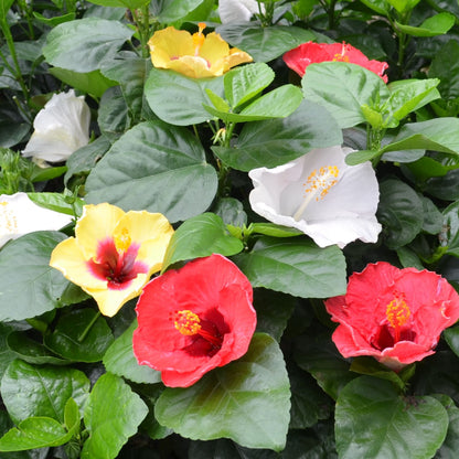 Hollywood Hibiscus® Bloom Bash® Tropical Hibiscus (Hibiscus rosa-sinensis)