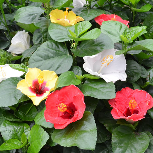Hollywood Hibiscus® Bloom Bash® Tropical Hibiscus (Hibiscus rosa-sinensis)