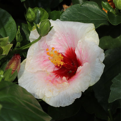 Hollywood Hibiscus® Bloom Bash® Tropical Hibiscus (Hibiscus rosa-sinensis)