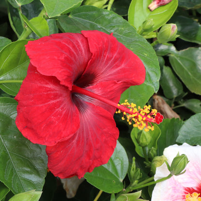 Hollywood Hibiscus® Bloom Bash® Tropical Hibiscus (Hibiscus rosa-sinensis)