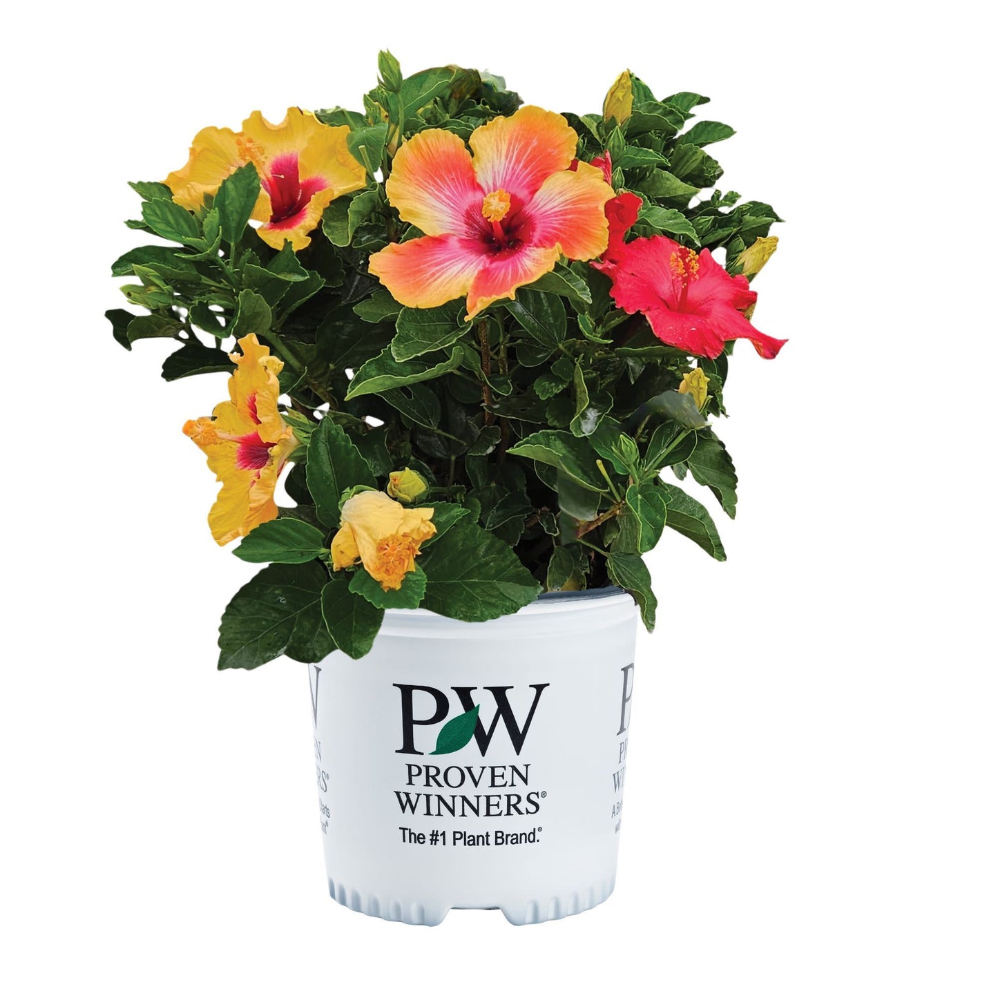 Hollywood Hibiscus® Bloom Bash® Tropical Hibiscus (Hibiscus rosa-sinensis)