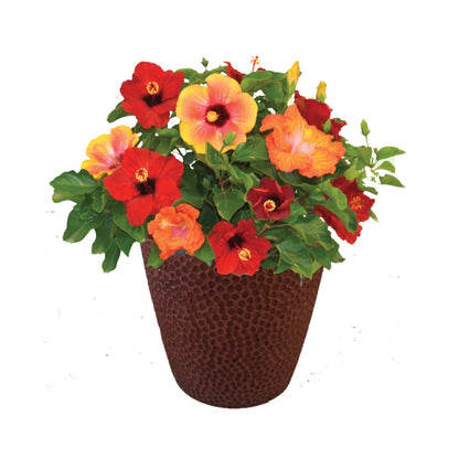 Hollywood Hibiscus® Bloom Bash® Tropical Hibiscus (Hibiscus rosa-sinensis)