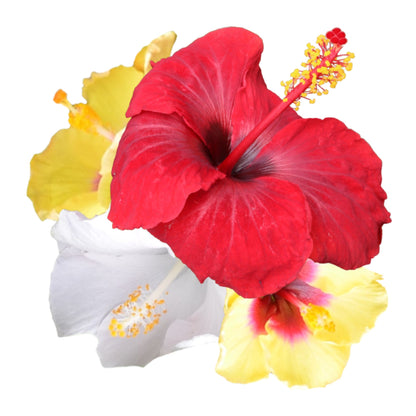 Hollywood Hibiscus® Bloom Bash® Tropical Hibiscus (Hibiscus rosa-sinensis)