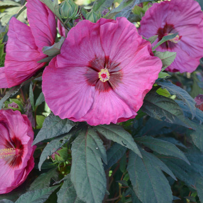 Summerific 'Berry Awesome' Rose Mallow up close.