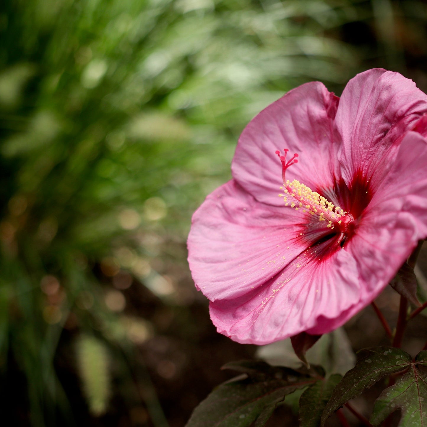 Summerific 'Berry Awesome' Rose Mallow up close.