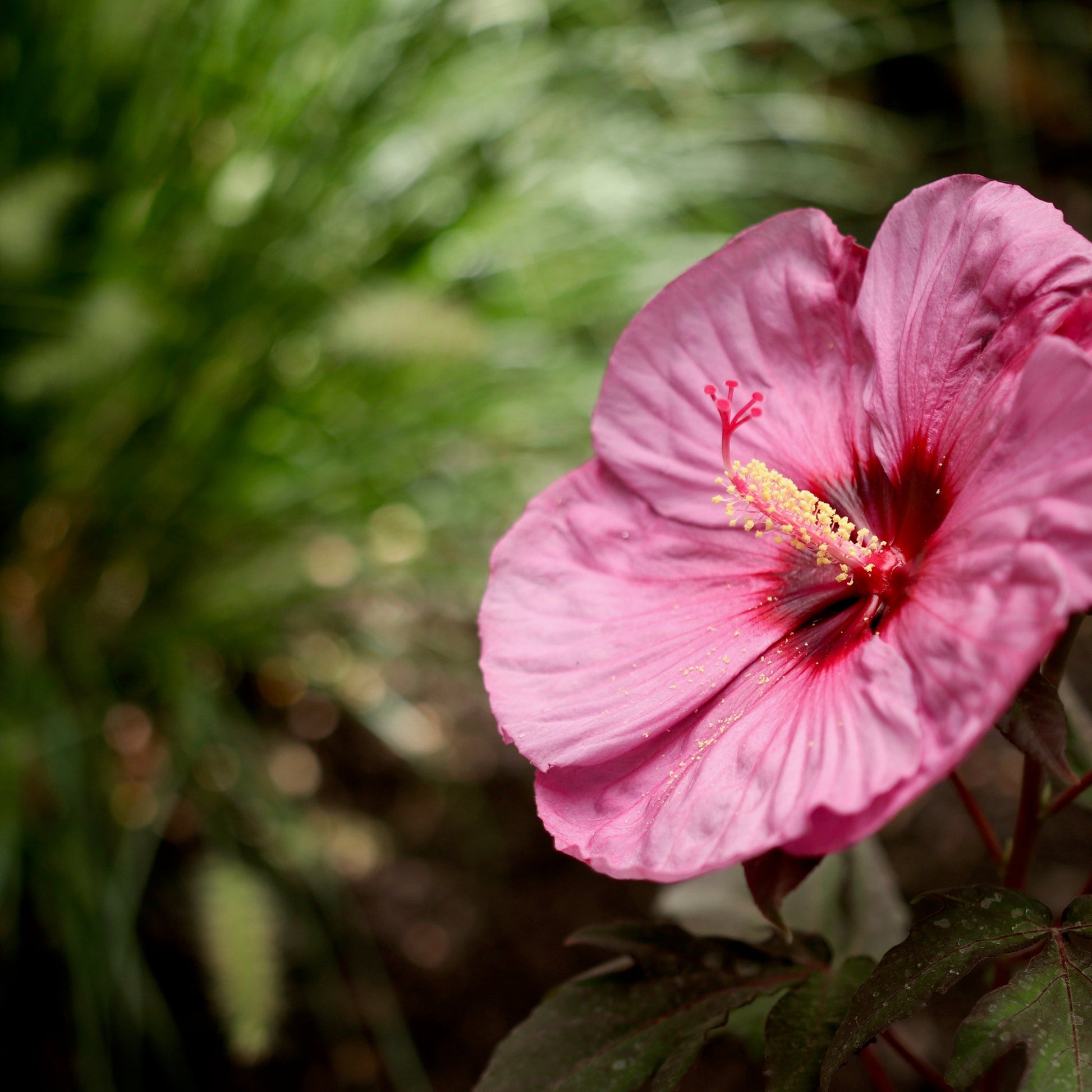 Summerific 'Berry Awesome' Rose Mallow up close.