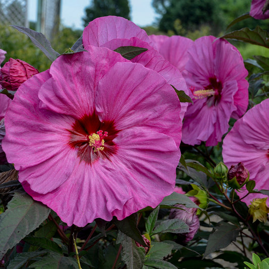 Summerific 'Berry Awesome' Rose Mallow up close.