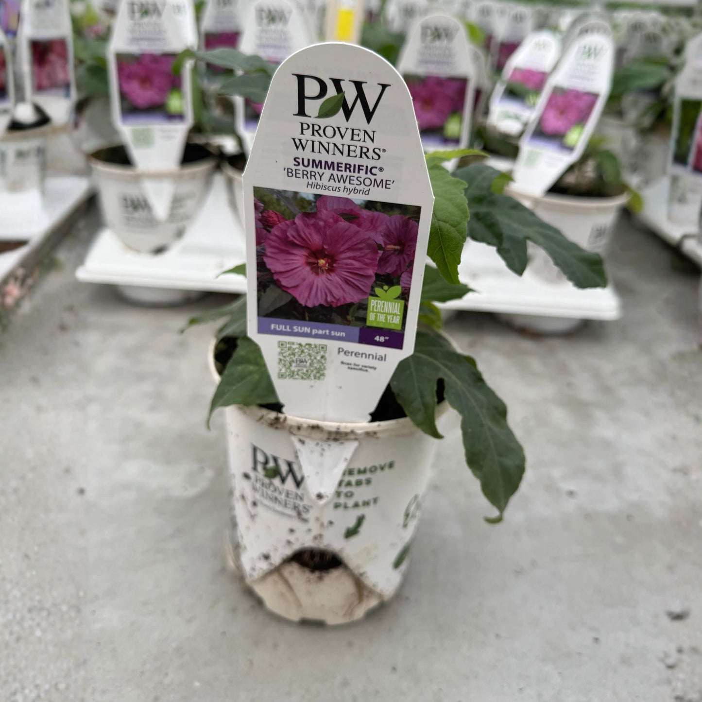 Summerific® 'Berry Awesome' Rose Mallow (Hibiscus hybrid)