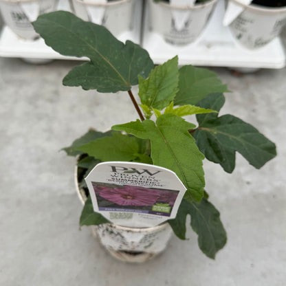 Summerific® 'Berry Awesome' Rose Mallow (Hibiscus hybrid)