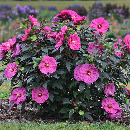 Summerific 'Berry Awesome' Rose Mallow in focus.