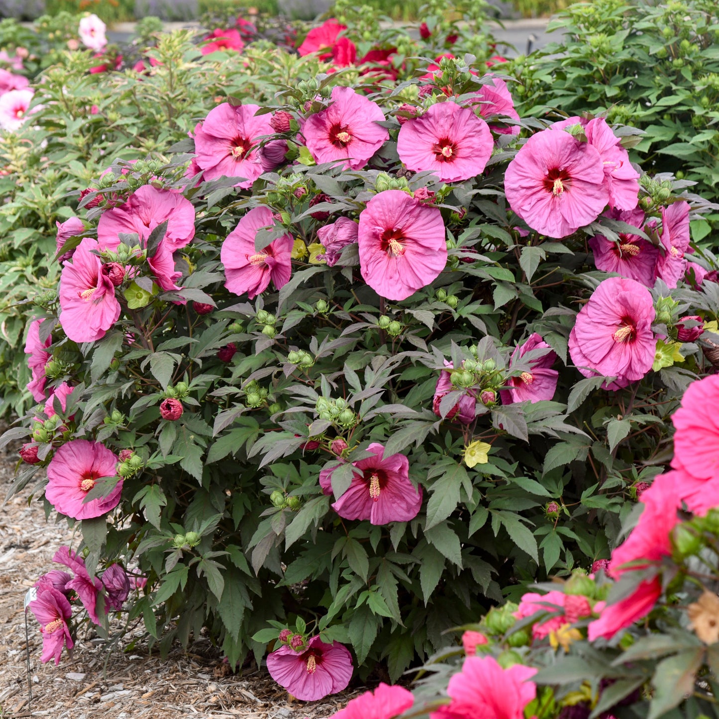 Summerific 'Berry Awesome' Rose Mallow in use.