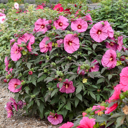 Summerific 'Berry Awesome' Rose Mallow in use.