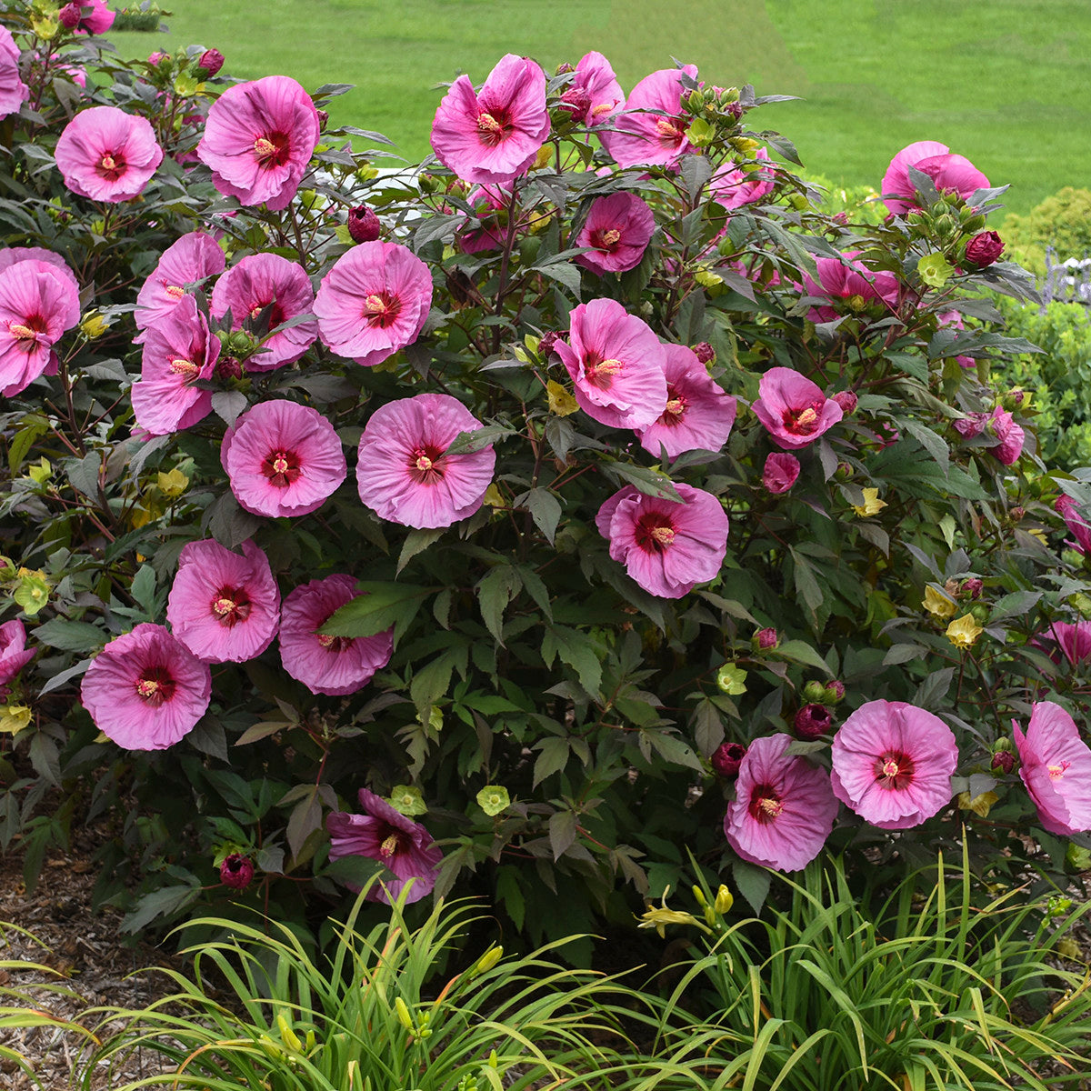 Summerific 'Berry Awesome' Rose Mallow in use.