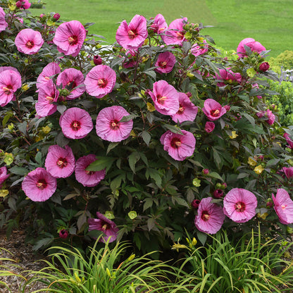 Summerific 'Berry Awesome' Rose Mallow in use.