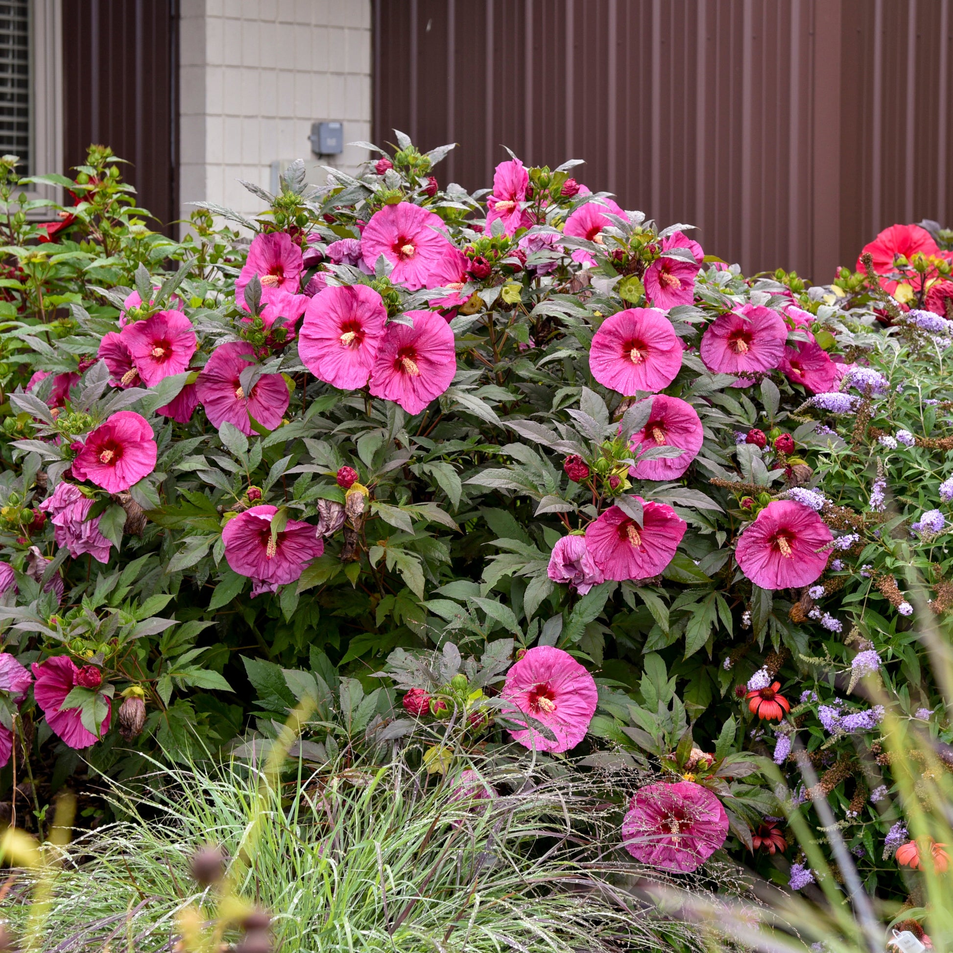Summerific 'Berry Awesome' Rose Mallow in use.